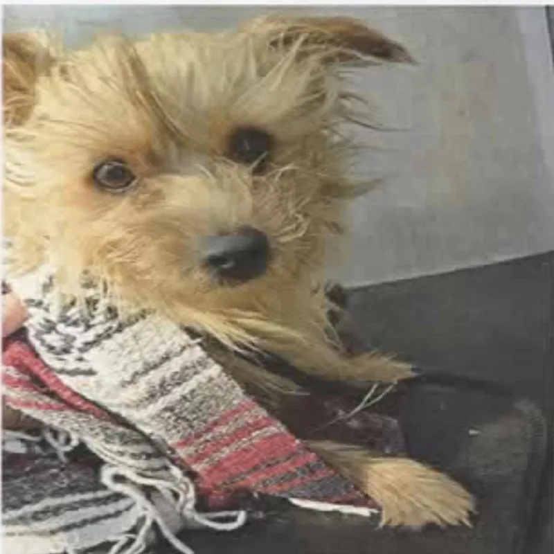 An adult small-sized male Terrier dog named Lloyd for adoption in San Antonio, TX