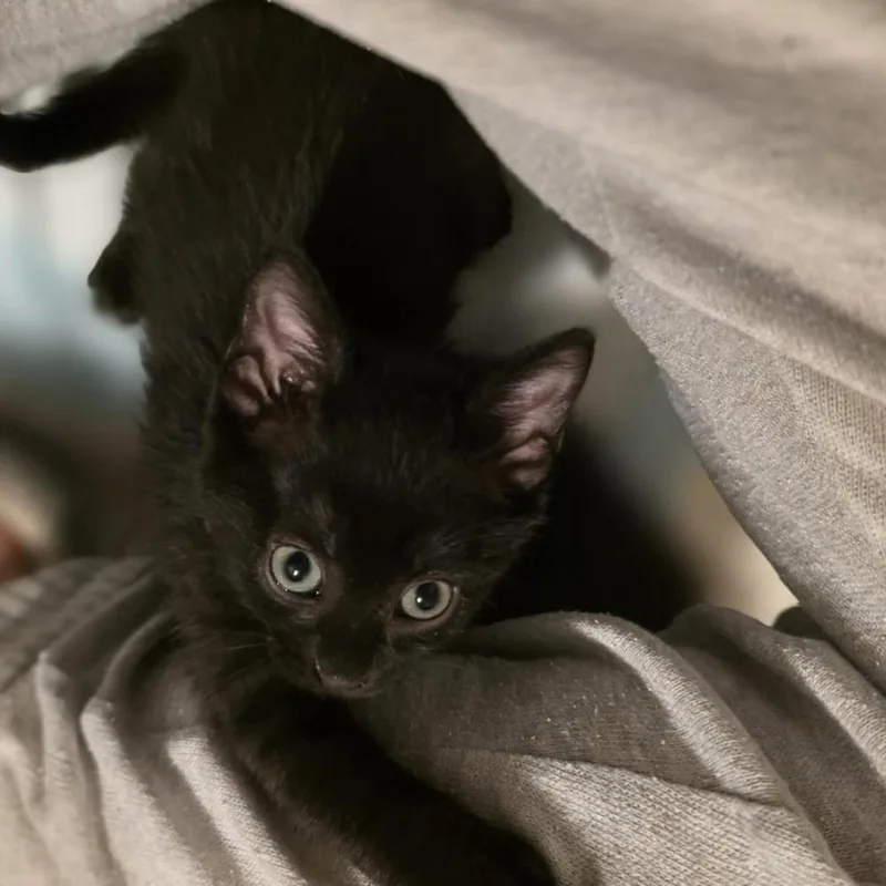 A baby small-sized female Domestic Short Hair cat named Jitterbug for adoption in Chicago, IL