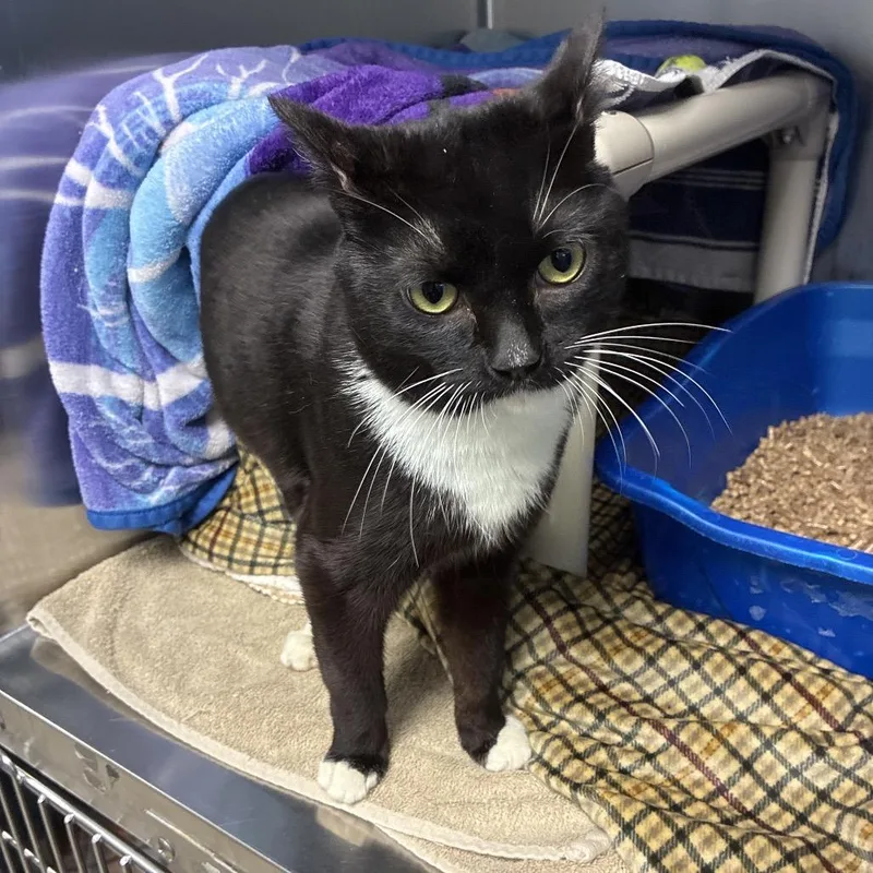 A young medium-sized male Black Domestic Short Hair cat named Turbo for adoption in Fredericksburg, VA