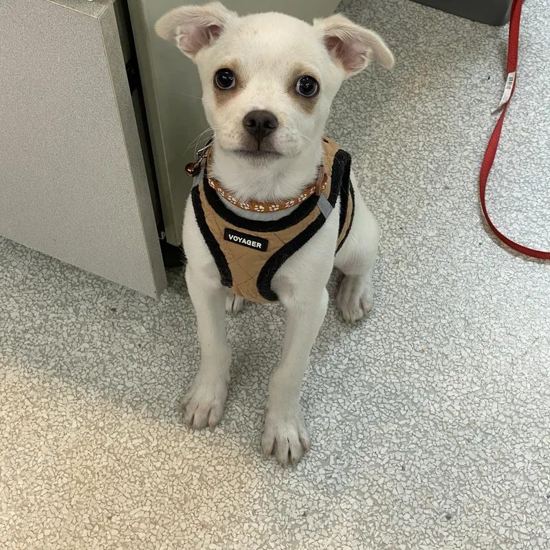 A baby small-sized male White / Cream Boston Terrier dog named Marshmallow for adoption in Pasco, WA