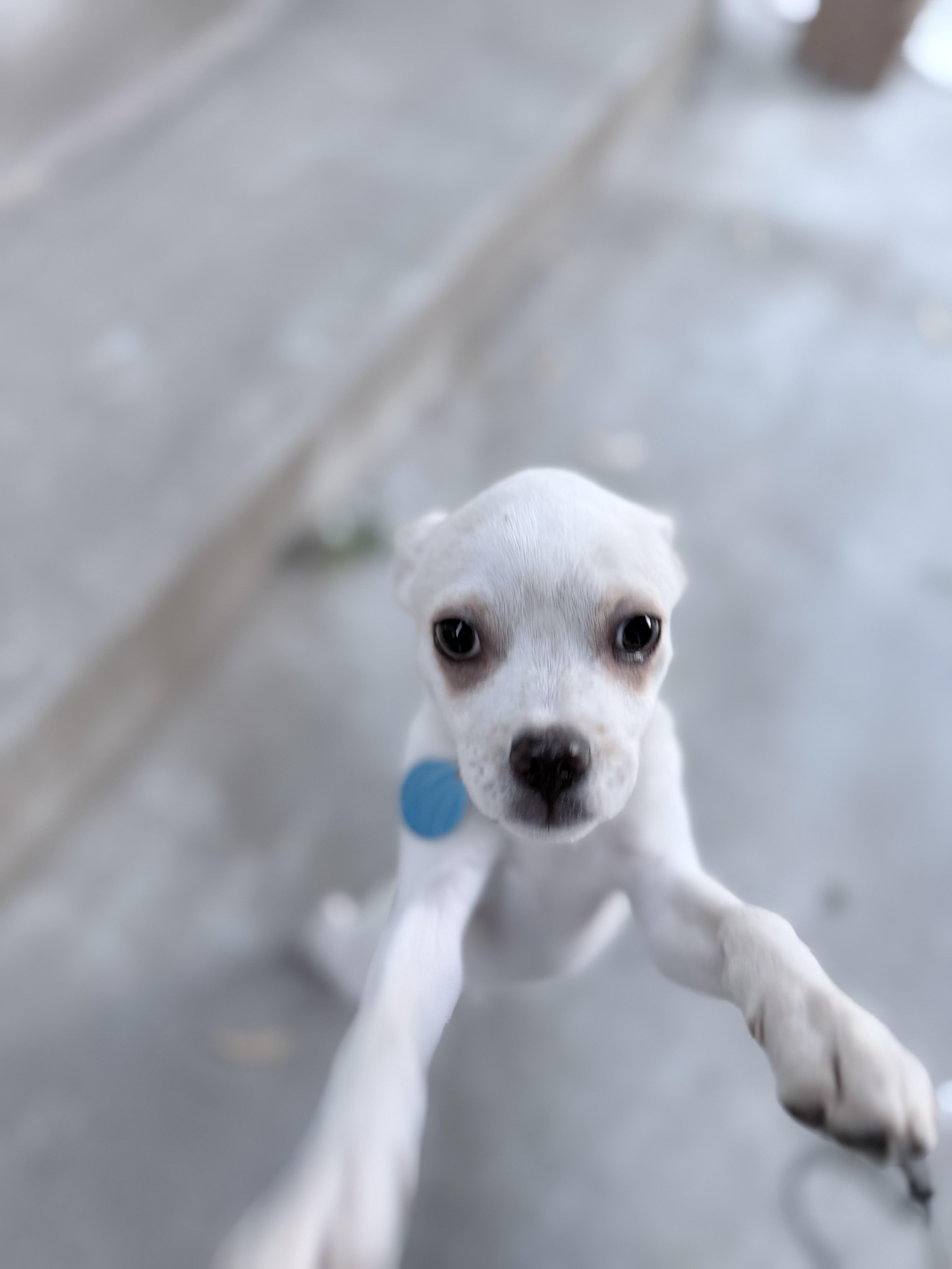 Marshmallow thumbnail 2