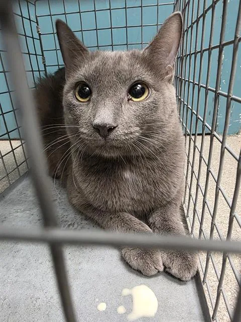 A young large-sized female Domestic Short Hair cat named Camilla for adoption in Las Vegas, NV