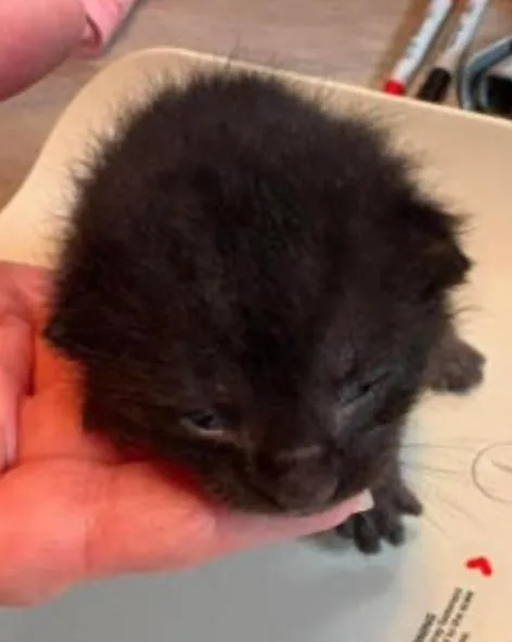 A baby small-sized female Black Domestic Short Hair cat named Linden for adoption in Marshall, NC