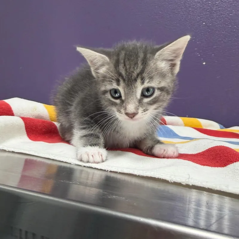 A baby small-sized female Gray / Blue / Silver Domestic Short Hair cat named Andi for adoption in Englewood, FL