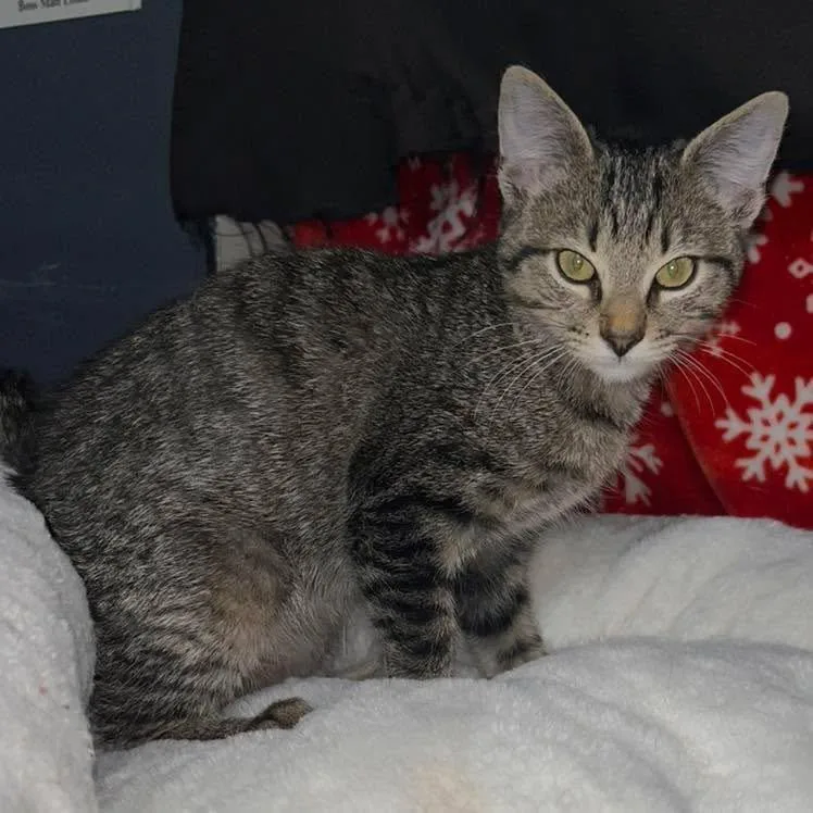A baby small-sized male Domestic Short Hair cat named Oliver for adoption in Grand Bay, AL