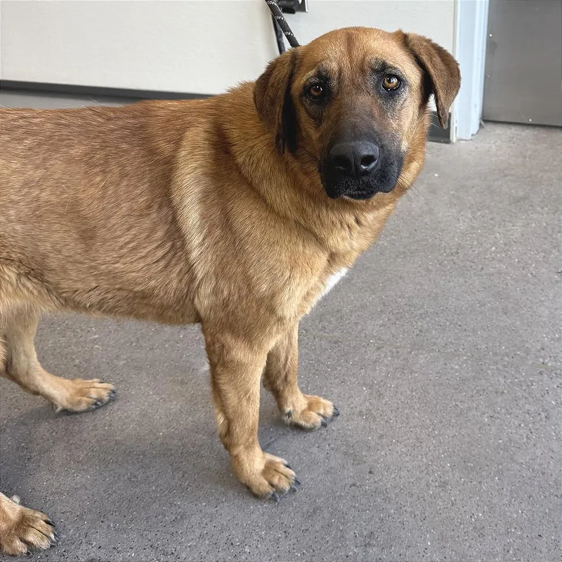 An adult large-sized female Brown / Chocolate Mixed Breed dog named Ruthie for adoption in Las Cruces, NM