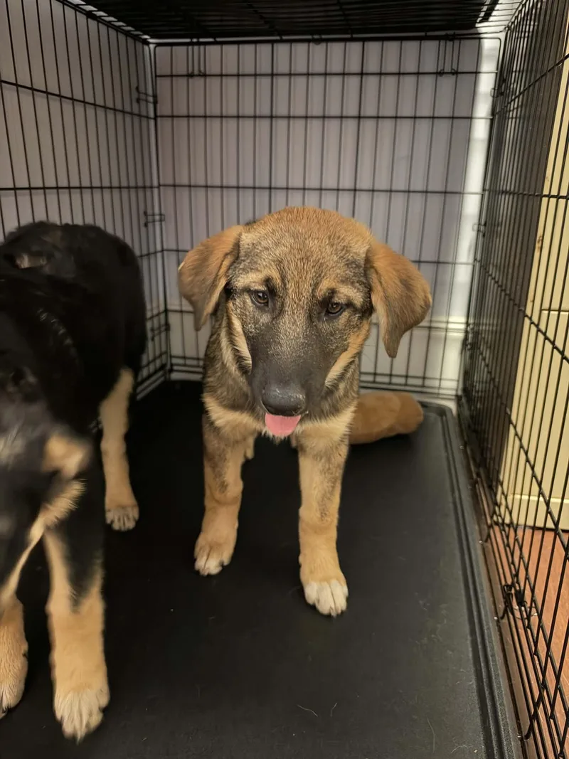 A young large-sized female German Shepherd Dog dog named Stormy for adoption in Holly Springs, NC