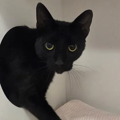 An adult large-sized male Domestic Short Hair cat named Lars for adoption in Voorhees, NJ