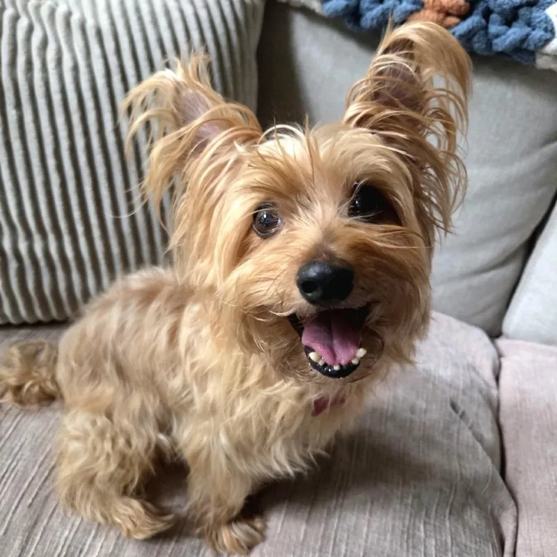 A senior small-sized male Yellow / Tan / Blond / Fawn Yorkshire Terrier dog named Koby D for adoption in Princeton, MN