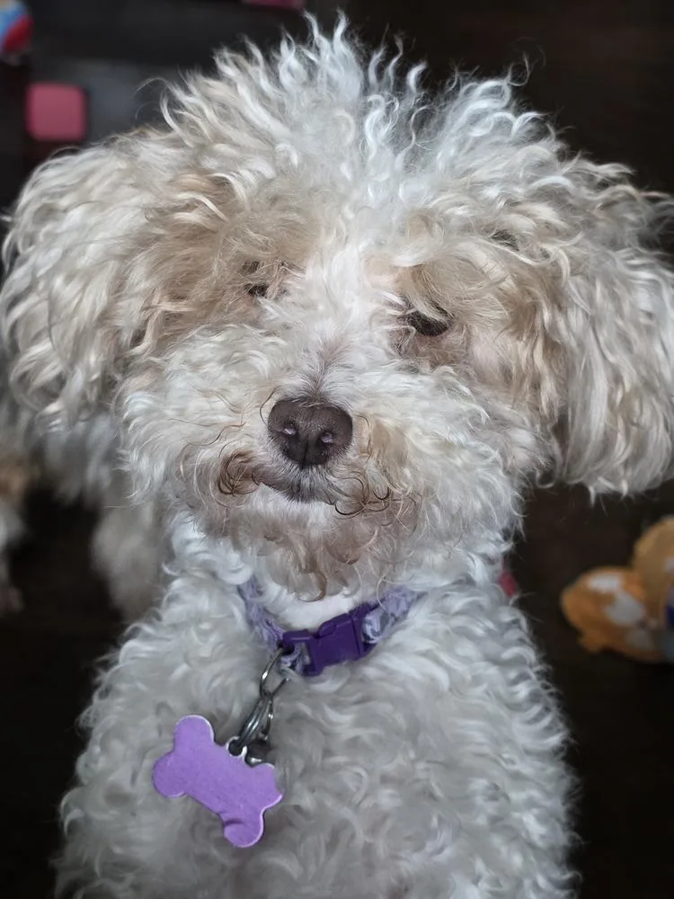 Maltipoo Enya