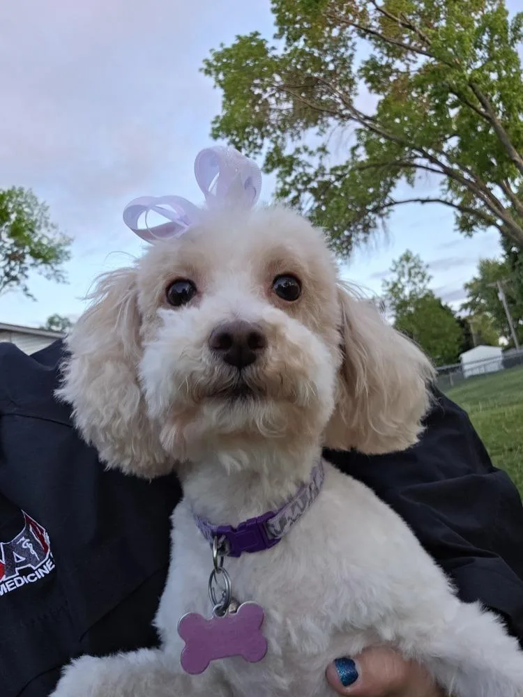 Maltipoo Enya thumbnail 2