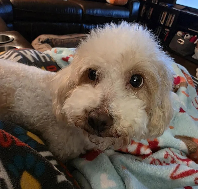 Maltipoo Enya thumbnail 3