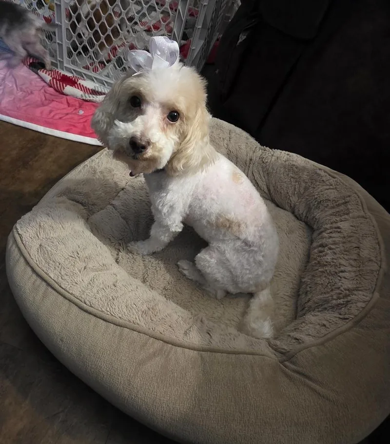 Maltipoo Enya thumbnail 4