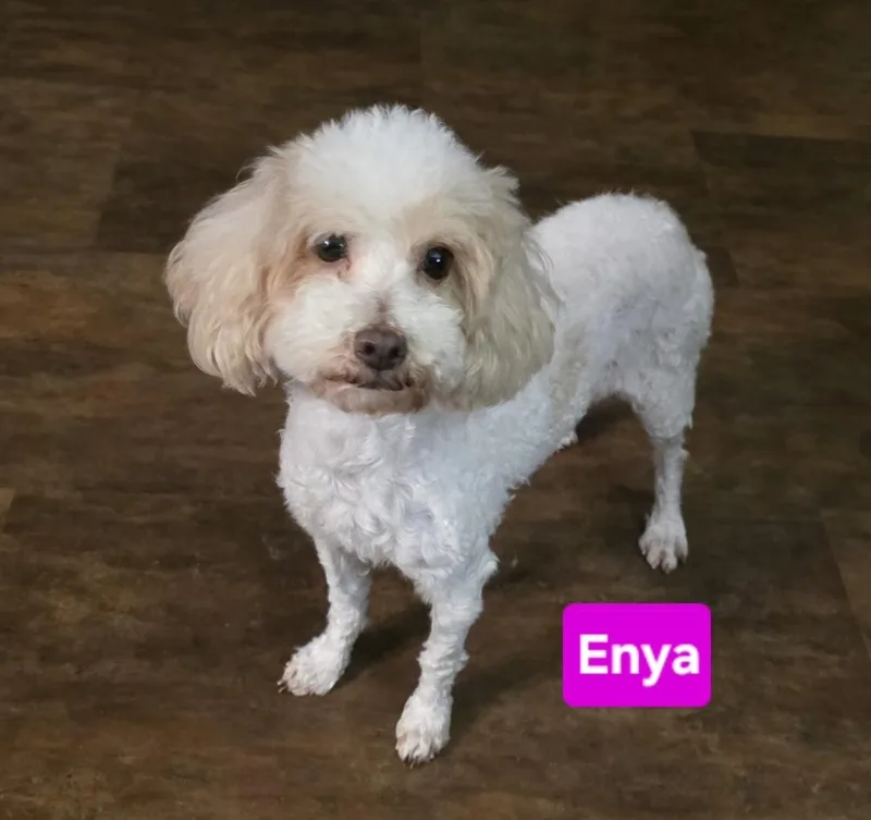 Maltipoo Enya thumbnail 5