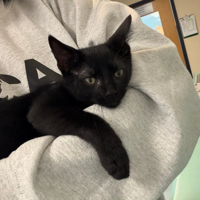 A baby small-sized male Domestic Short Hair cat named Bowser for adoption in Morrisville, VT