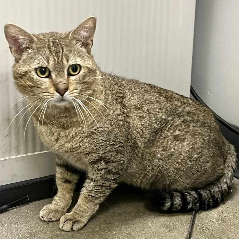 An adult medium-sized male Brown / Chocolate Domestic Short Hair cat named Stevo for adoption in Temecula, CA