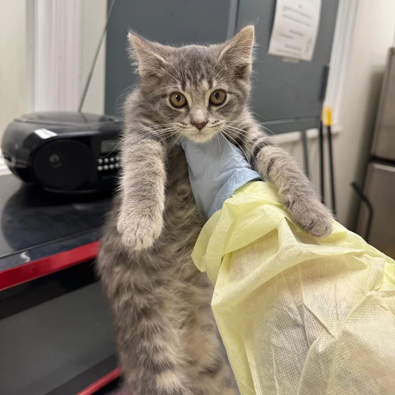 A baby small-sized female Gray / Blue / Silver Domestic Short Hair cat named Seven peas one pod for adoption in Pekin, IL