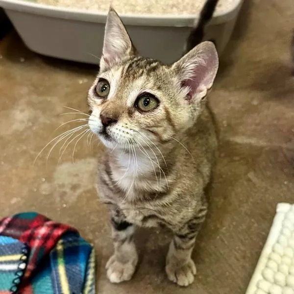 A baby small-sized female Domestic Short Hair cat named Opala for adoption in Walnut Creek, CA