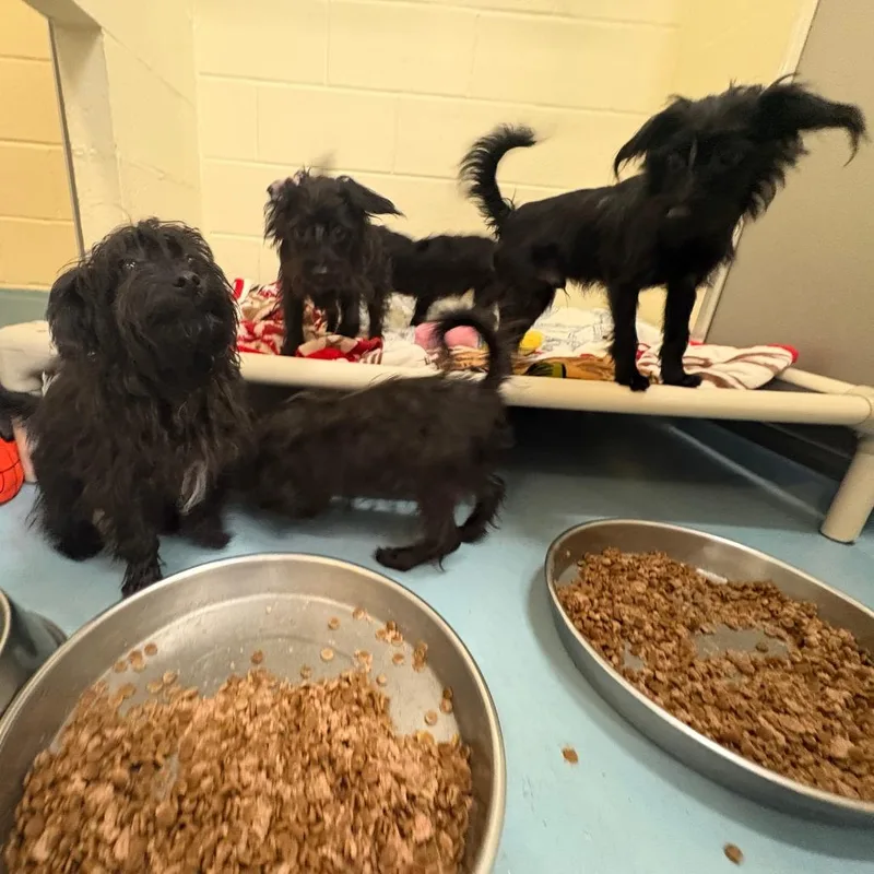 A young small-sized male Black Poodle dog named Wilson for adoption in Brockton, MA