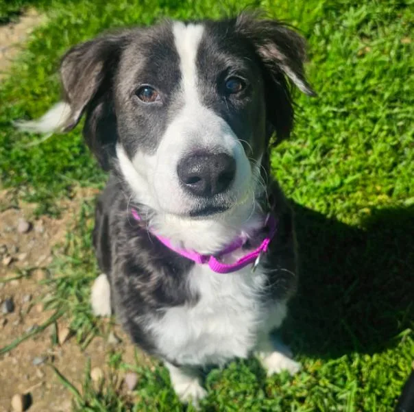 An adult large-sized female Border Collie dog named Luna for adoption in Albany, NY