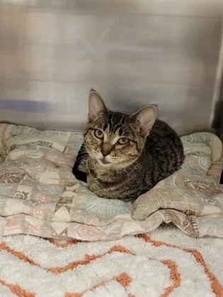 An adult medium-sized female Domestic Short Hair cat named Pecan for adoption in Fergus Falls, MN