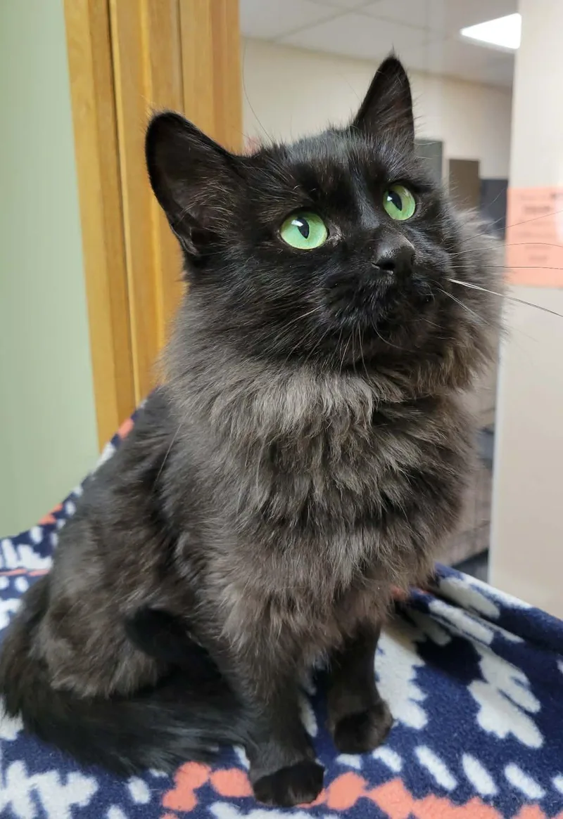 A young medium-sized female Domestic Medium Hair cat named Savita for adoption in Portage, WI