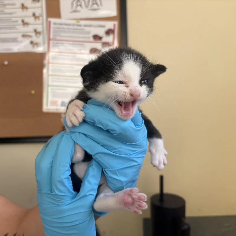 A baby small-sized male Black Domestic Short Hair cat named Tux for adoption in Pasadena, CA