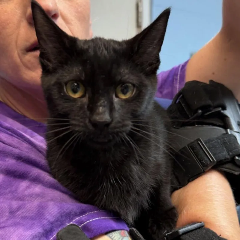 A young small-sized female Black Domestic Short Hair cat named Toni for adoption in Newport, NC