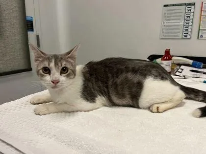 An adult medium-sized female Gray / Blue / Silver Domestic Short Hair cat named Apple Betty for adoption in Kansas City, MO