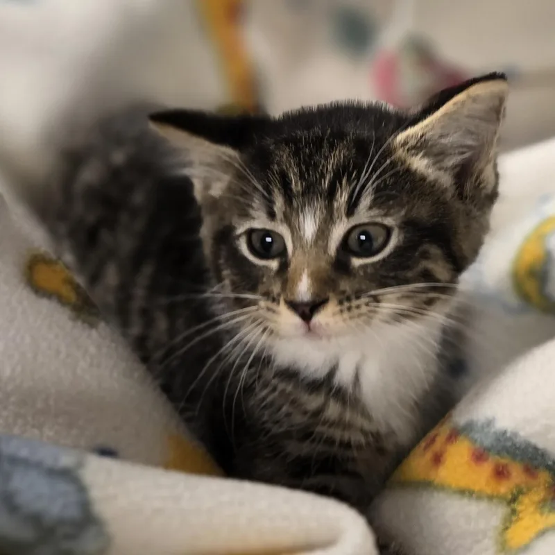 A young medium-sized male Gray & White Domestic Short Hair cat named Dean for adoption in Xenia , OH