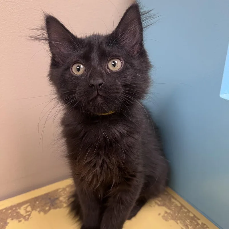 A baby small-sized female Black Domestic Medium Hair cat named Sergeant Suzy for adoption in Arlington Heights, IL