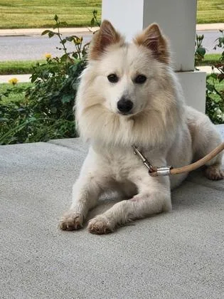 An adult medium-sized male Mixed Breed dog named Olaf for adoption in West Chester, PA