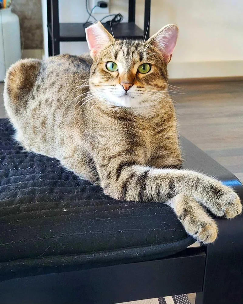 Lady Shasha thumbnail 2