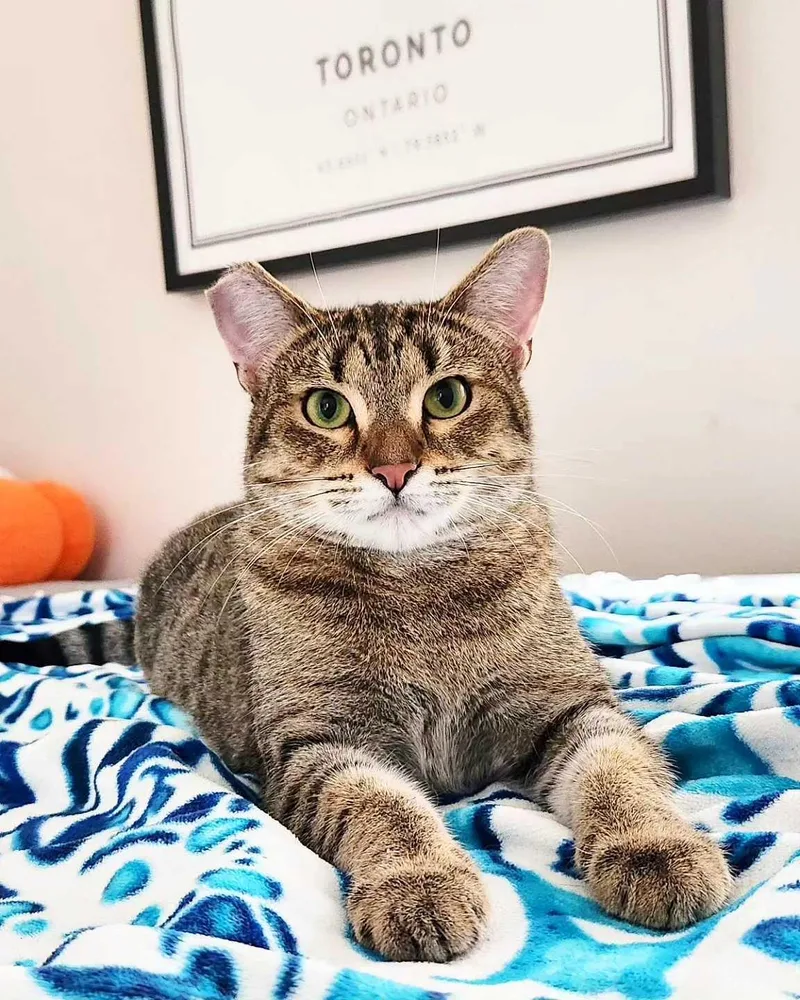 Lady Shasha thumbnail 3