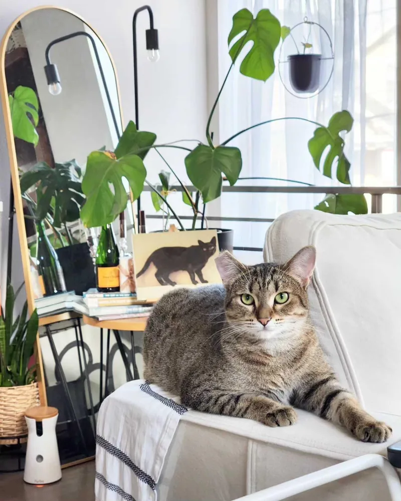 Lady Shasha thumbnail 4