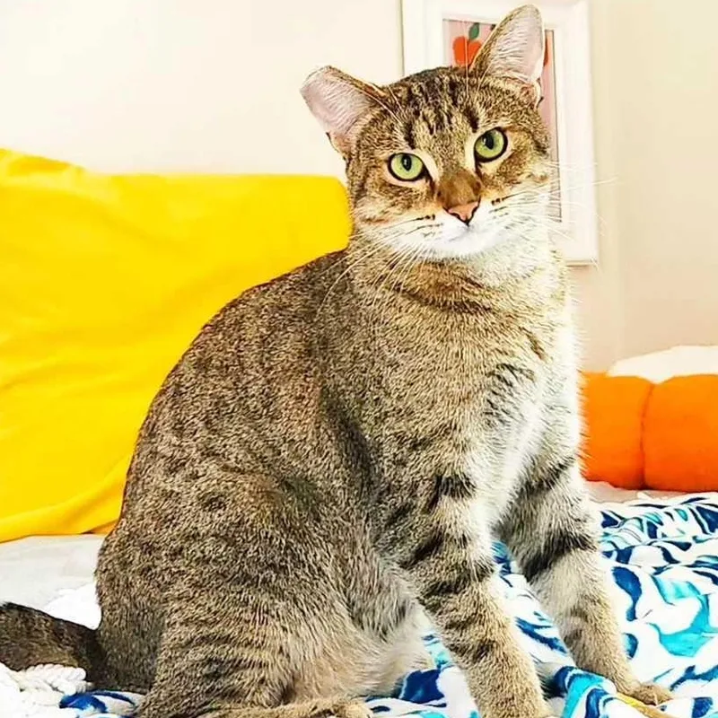 An adult medium-sized female Tabby (Brown / Chocolate) Domestic Short Hair cat named Lady Shasha for adoption in Seattle, WA
