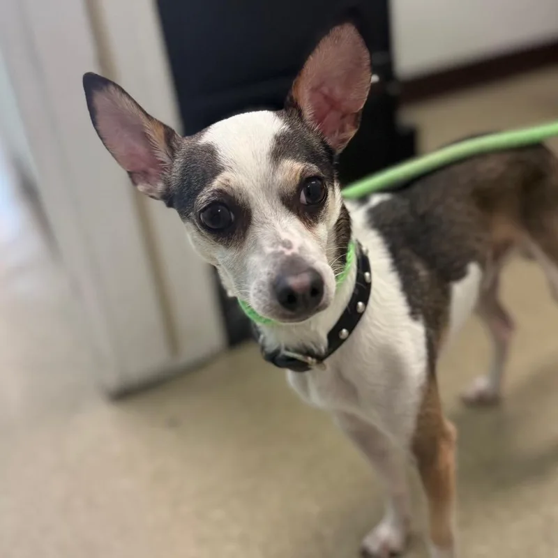 An adult small-sized male White / Cream Toy Fox Terrier dog named Keller for adoption in Birdsboro, PA