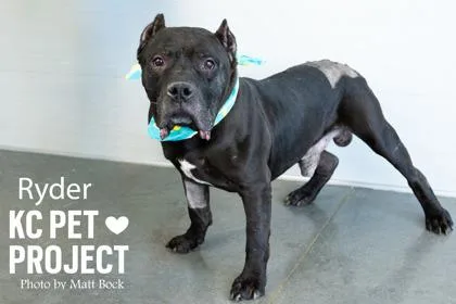 A senior large-sized male Black Pit Bull Terrier dog named Ryder for adoption in Kansas City, MO