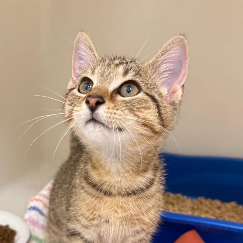 A baby small-sized male Domestic Short Hair cat named Tomato for adoption in Cumming, GA