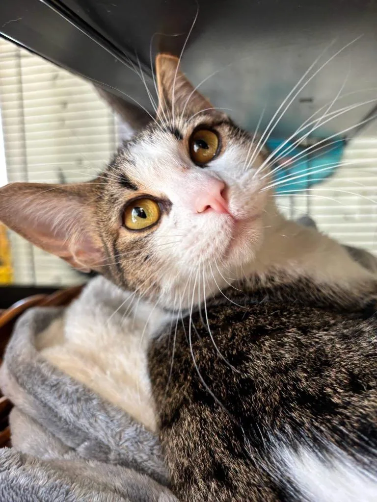 A young medium-sized female Domestic Short Hair cat named Sage for adoption in Belton, TX
