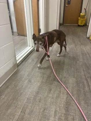An adult medium-sized female Mixed Breed dog named Roxy for adoption in Gainesville, FL
