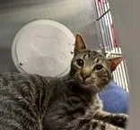 An adult medium-sized male Tabby (Brown / Chocolate) Domestic Short Hair cat named Max for adoption in Manitowoc, WI