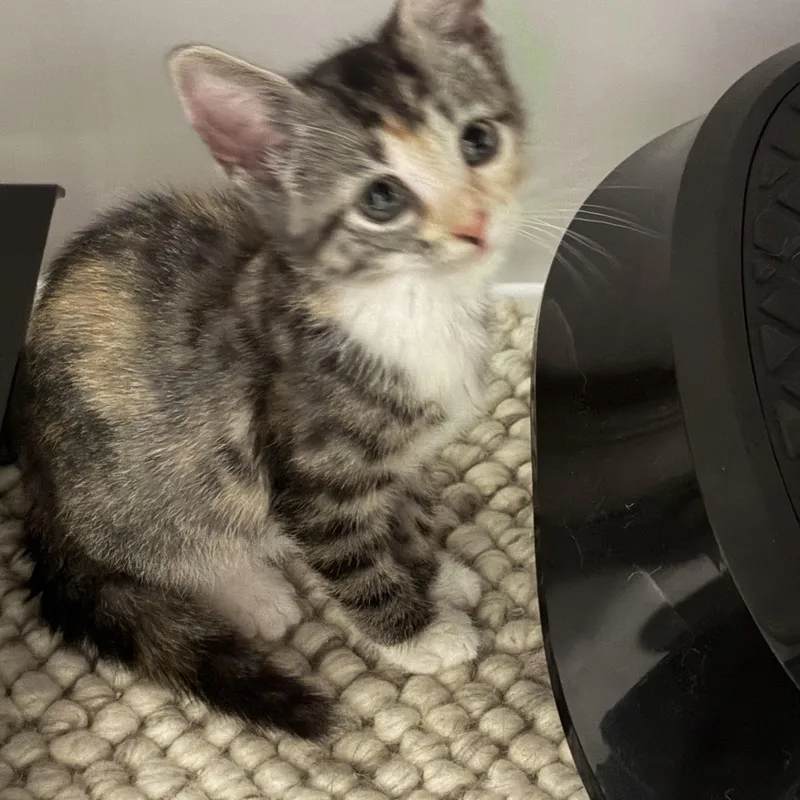 A baby medium-sized female Calico Tabby cat named Antigua for adoption in Dallas, TX
