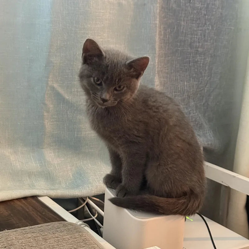 A baby medium-sized female Gray / Blue / Silver Domestic Short Hair cat named Eleanor for adoption in Omaha, NE
