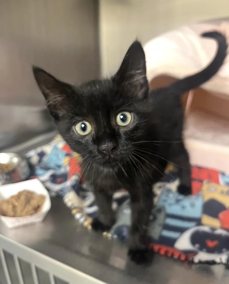 A baby small-sized male Black Domestic Short Hair cat named Zeek for adoption in Mendham, NJ