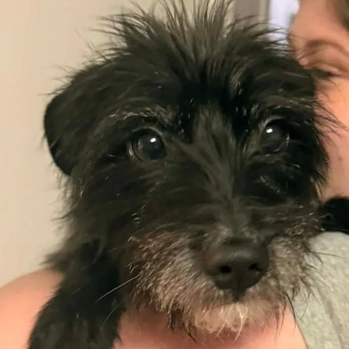 An adult small-sized female Black Terrier dog named Athena for adoption in Floresville, TX