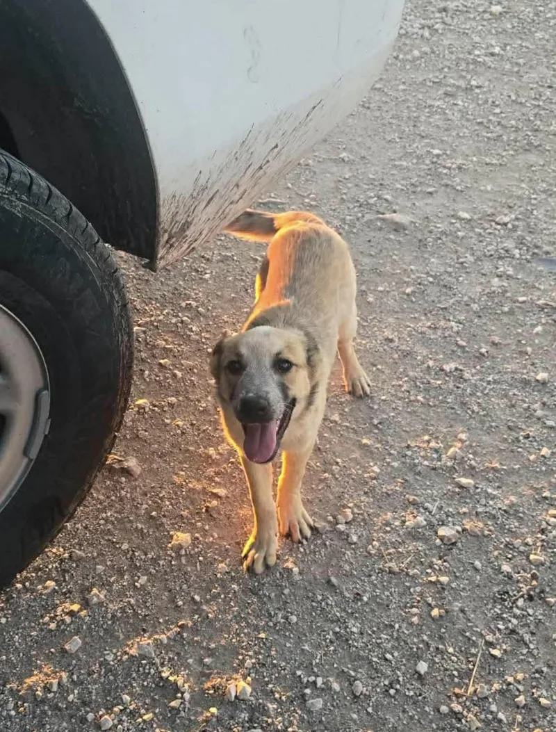 A baby medium-sized female Red / Chestnut / Orange Australian Cattle Dog / Blue Heeler dog named Erica for adoption in Uxbridge, MA