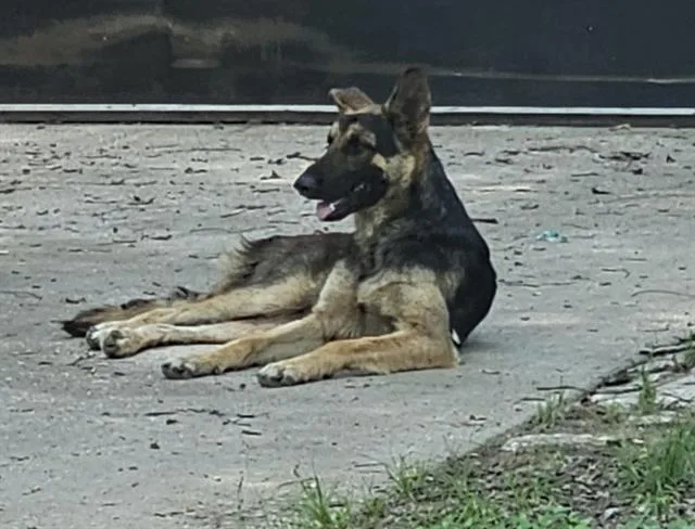 A young large-sized male German Shepherd Dog dog named Rex for adoption in Dallas, TX