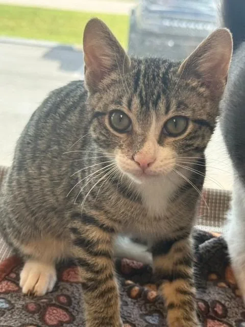 A baby small-sized male Domestic Short Hair cat named Henry for adoption in Dalton, GA