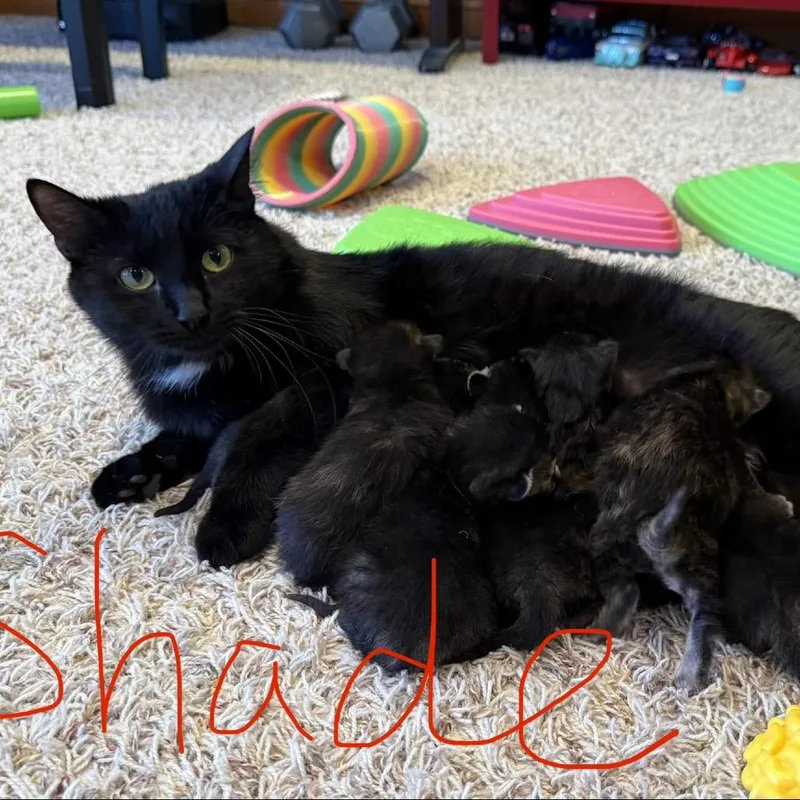 Shade thumbnail 2